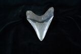Wide And Sharp Inch Megalodon Tooth #3916-2